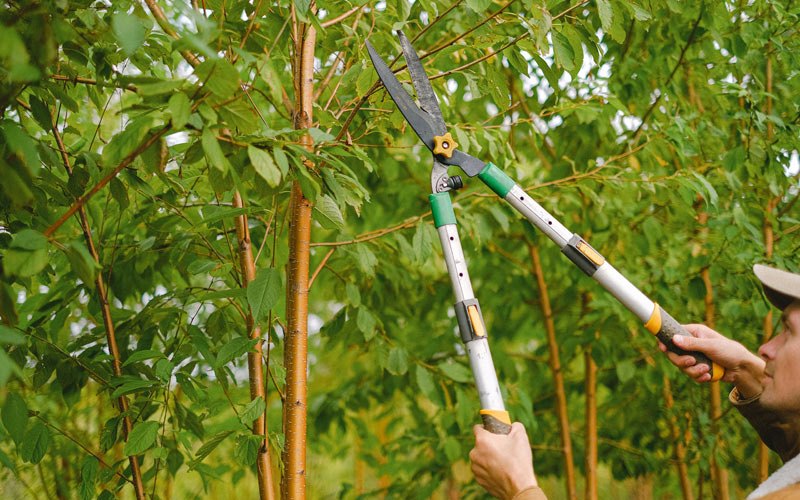 Tree trimming in Pearl City, IL